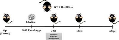 IL-17RA receptor signaling contributes to lung inflammation and parasite burden during Toxocara canis infection in mice